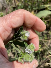 Fuertesimalva limensis