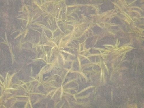 Potamogeton maackianus iNat (3)