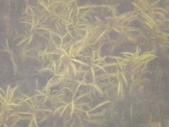 Potamogeton maackianus