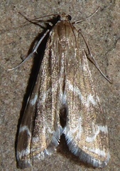 Petrophila avernalis