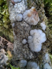 Exidia thuretiana