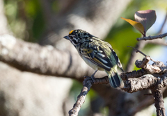 Pogoniulus chrysoconus