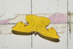 Corymica spatiosa
