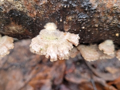 Schizophyllum commune