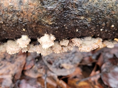 Schizophyllum commune