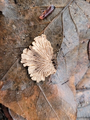 Schizophyllum commune
