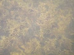 Potamogeton maackianus