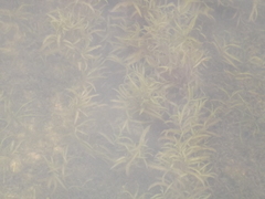 Potamogeton maackianus