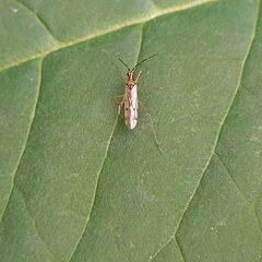 Dicyphus errans