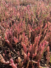 Salicornia meyeriana