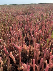 Salicornia meyeriana