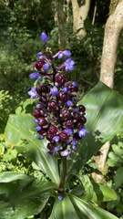 Dichorisandra paranaensis