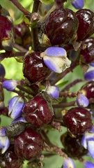 Dichorisandra paranaensis