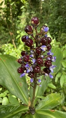 Dichorisandra paranaensis