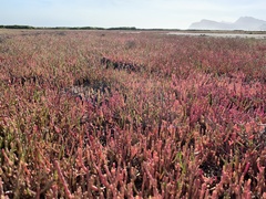 Salicornia meyeriana