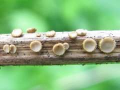 Trichopeziza mollissima