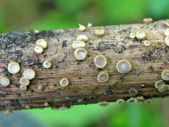 Trichopeziza mollissima