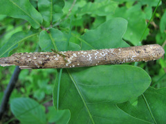 Trichopeziza mollissima