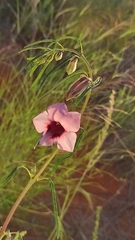 Pedaliaceae