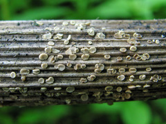 Trichopeziza mollissima