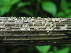 Trichopeziza mollissima