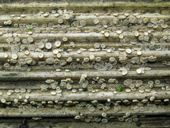 Trichopeziza mollissima
