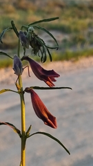 Pedaliaceae
