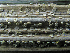 Trichopeziza mollissima