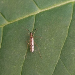 Dicyphus errans