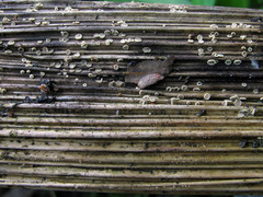 Trichopeziza mollissima