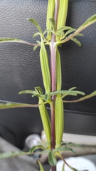 Pedaliaceae