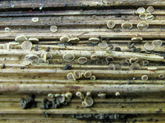 Trichopeziza mollissima