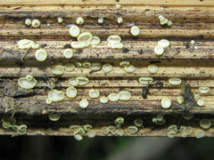 Trichopeziza mollissima