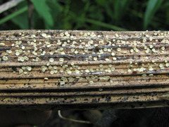 Trichopeziza mollissima