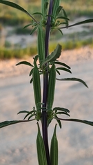 Pedaliaceae