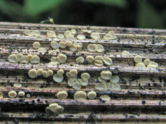 Trichopeziza mollissima