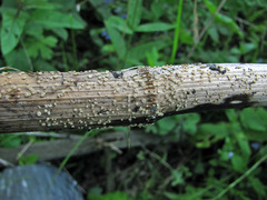 Trichopeziza mollissima