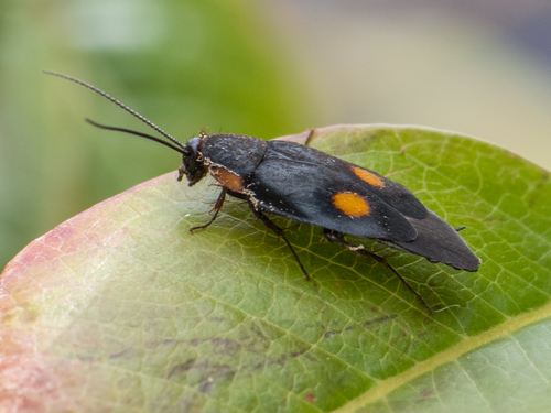 Pacific Cockroach