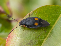 Euthyrrhapha pacifica