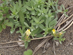Linaria japonica