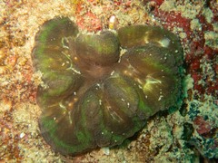 Lobophyllia hataii