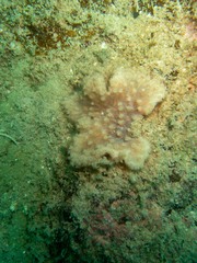 Sinularia brassica