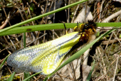 Libelloides coccajus