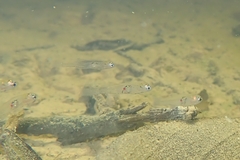 Gobiopterus macrolepis