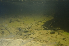 Gobiopterus macrolepis