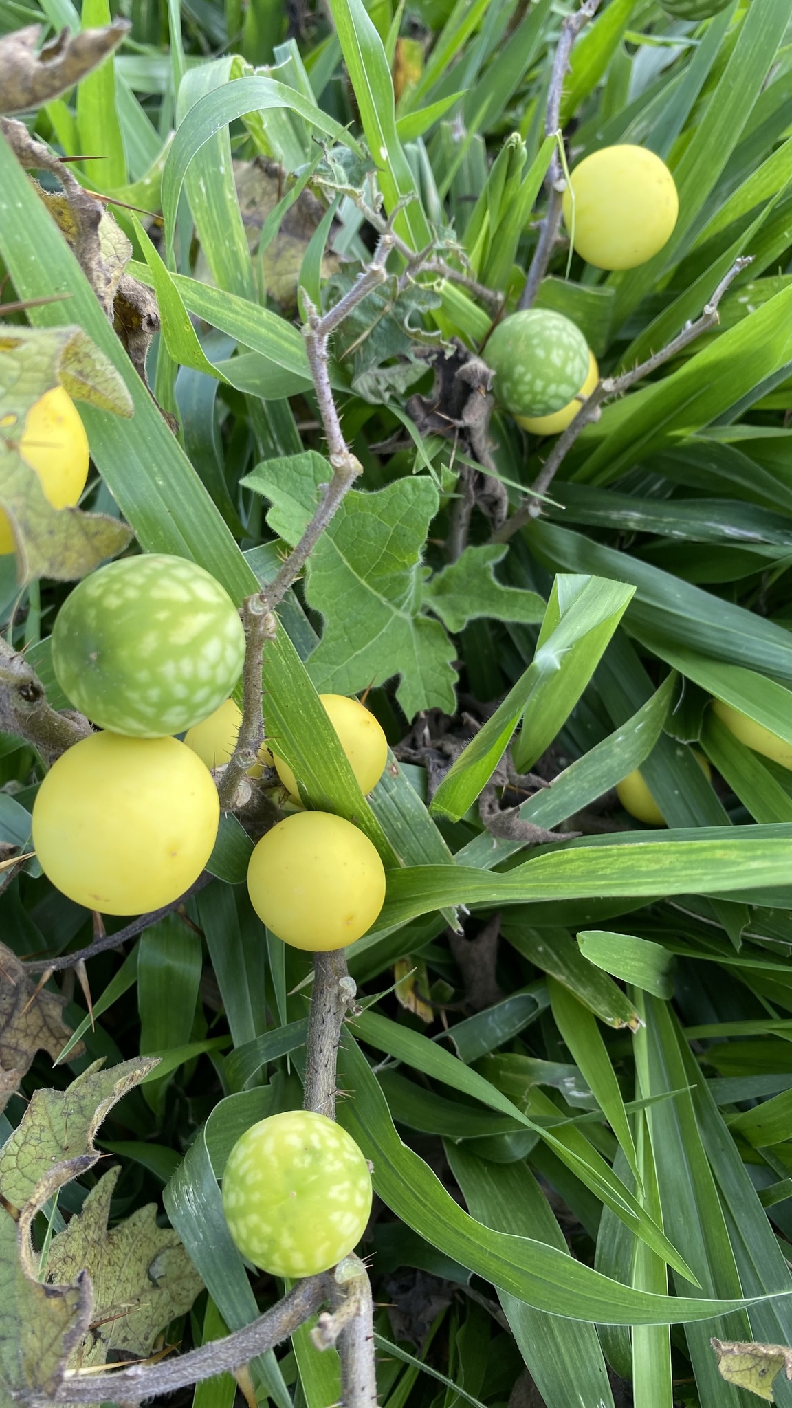 Solanum viarum
