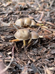 Strobilurus albipilatus