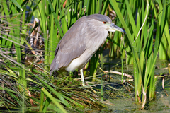 Nycticorax nycticorax image