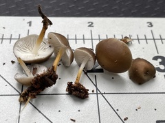 Strobilurus albipilatus