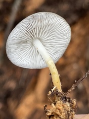 Strobilurus albipilatus